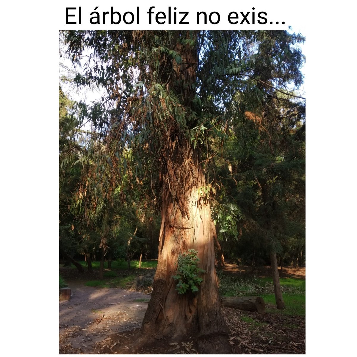 ricardoanimas's tweet photo. Paseando por la ciudad https://t.co/Uc25B1zkxg