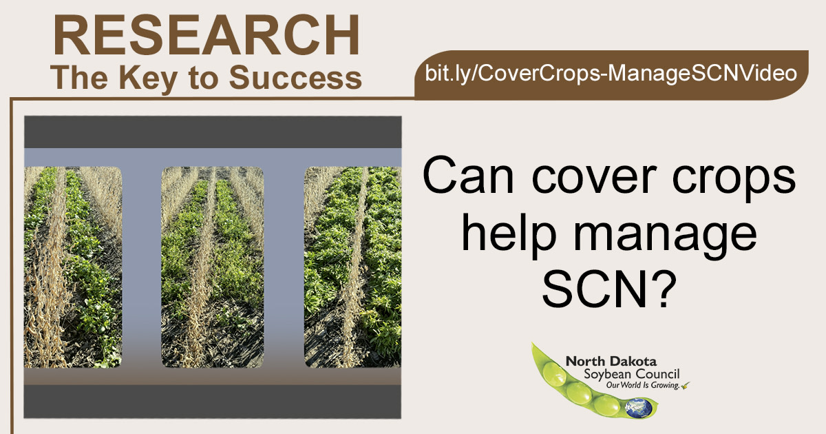 According to <a href="/NDSUExtension/">NDSU Extension</a> Professor Forage, Biomass and Cover Crops Production Dr. Marisol Berti, the types of #covercrops that reduce #nematodes: Brown Mustard, Winter Camelina and Crambe. Watch the video: bit.ly/CoverCrops-Man… | Read the study: bit.ly/CoverCrops-Man…