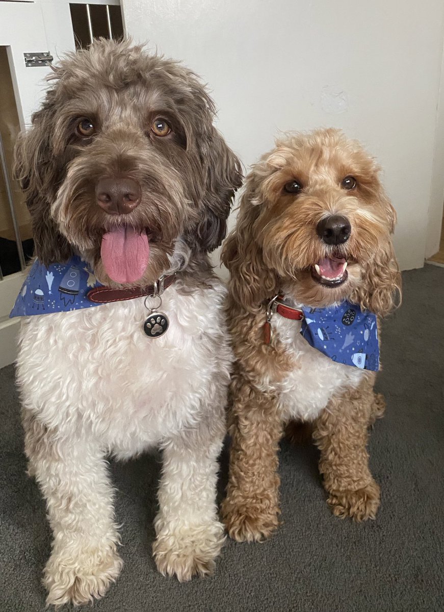 LOOK AT MY SONS! #DogsOfTwitter #cockapoos