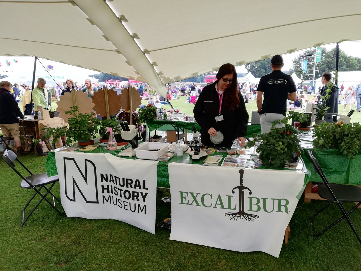 Day 4: fungi under the microscope <a href="/FlaviaPinzari/">Flavia</a> <a href="/excalibur_h2020/">EXCALIBUR</a> <a href="/NHM_Botany/">NHM Botany</a> #RHSTattonPark