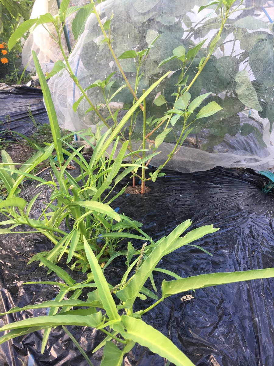 Bikemondo A Twitter おはようございます セミがなく前の5時台に畑にきたら 涼しくて落ち着いて作業できた コンパニオンプランツ のマリーゴールドが咲いていた オクラはうまく実がなるかな クウシンサイも元気 かゆい 要虫よけスプレー