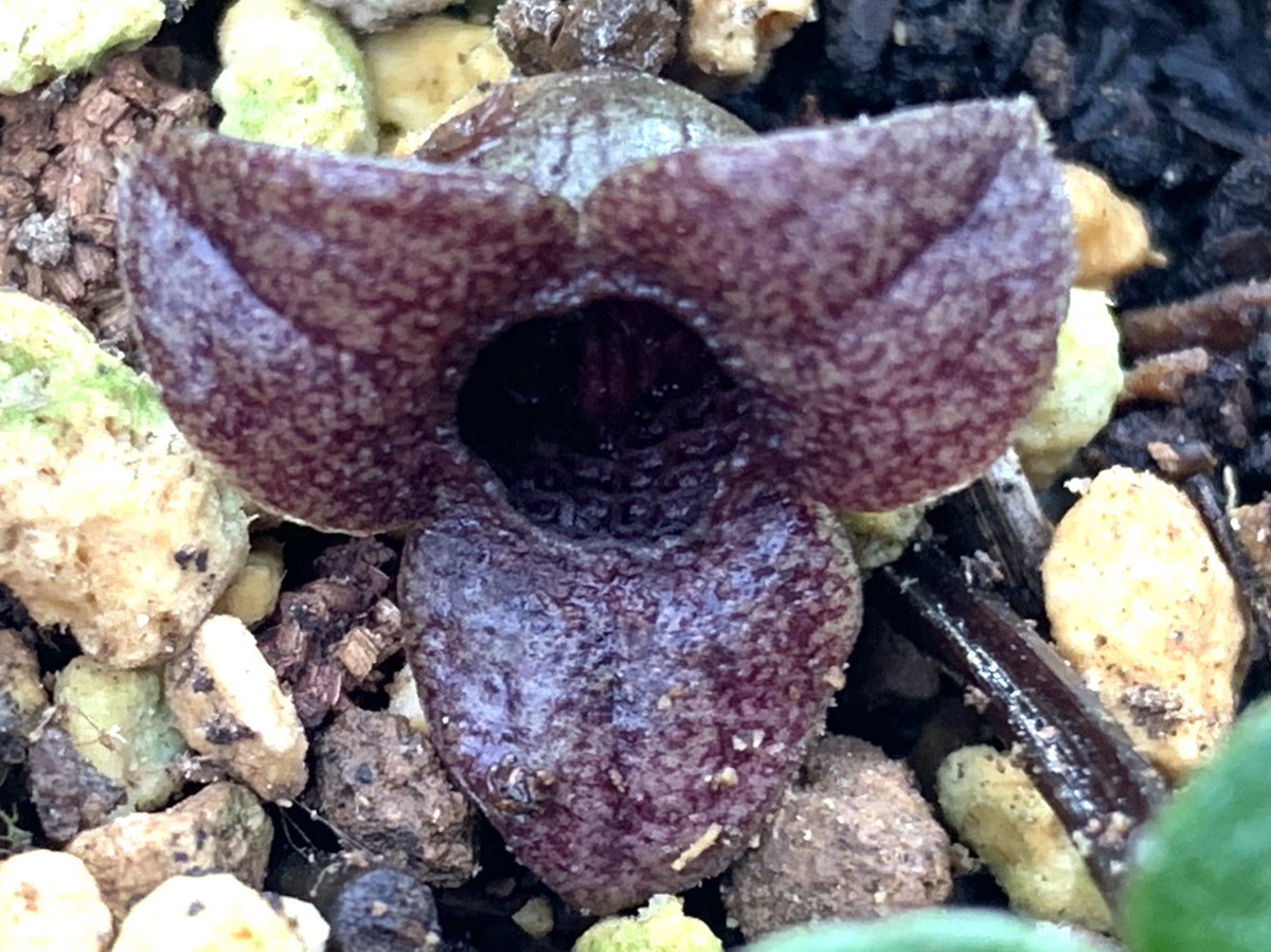 Asarum Aoinisiki A Twitter チゴカンアオイの花が咲いていました 開花期 ７月 ８月 １０月 １１月