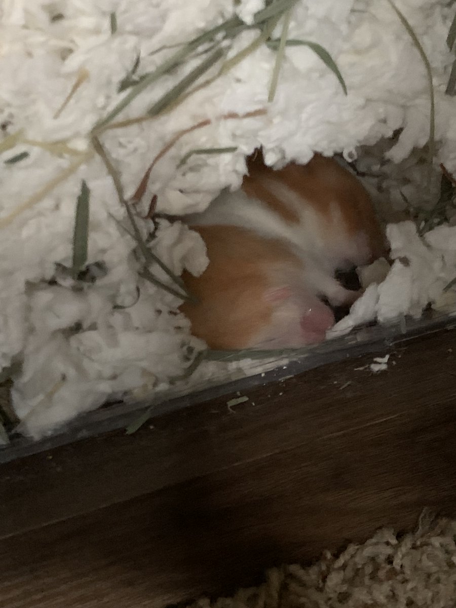 words_unravel's tweet photo. HSJ is at LEAST 20% testicles I s2g 🤣🤣 #hamsterupdate https://t.co/XjCKZjmmBH