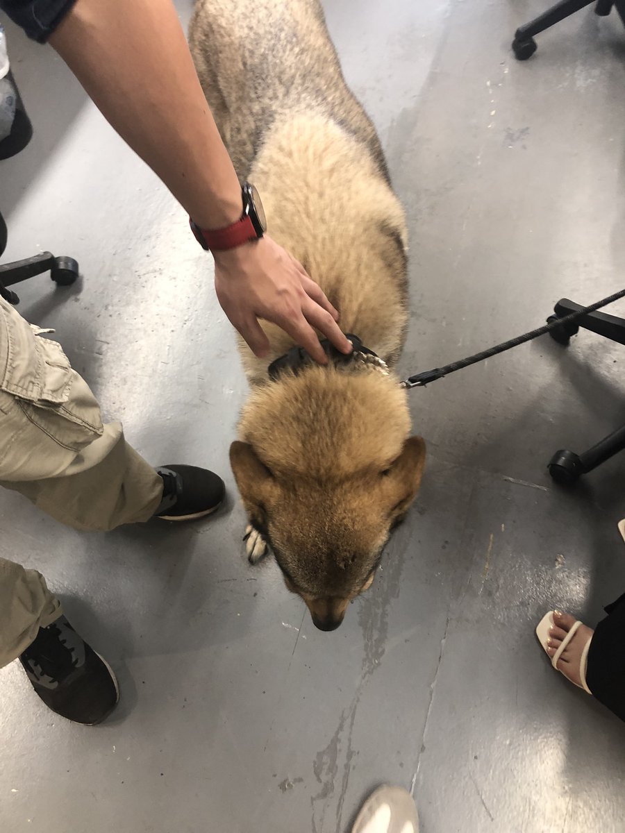 一家设计公司内的爱犬，天天跟着主人来上班，可爱可爱