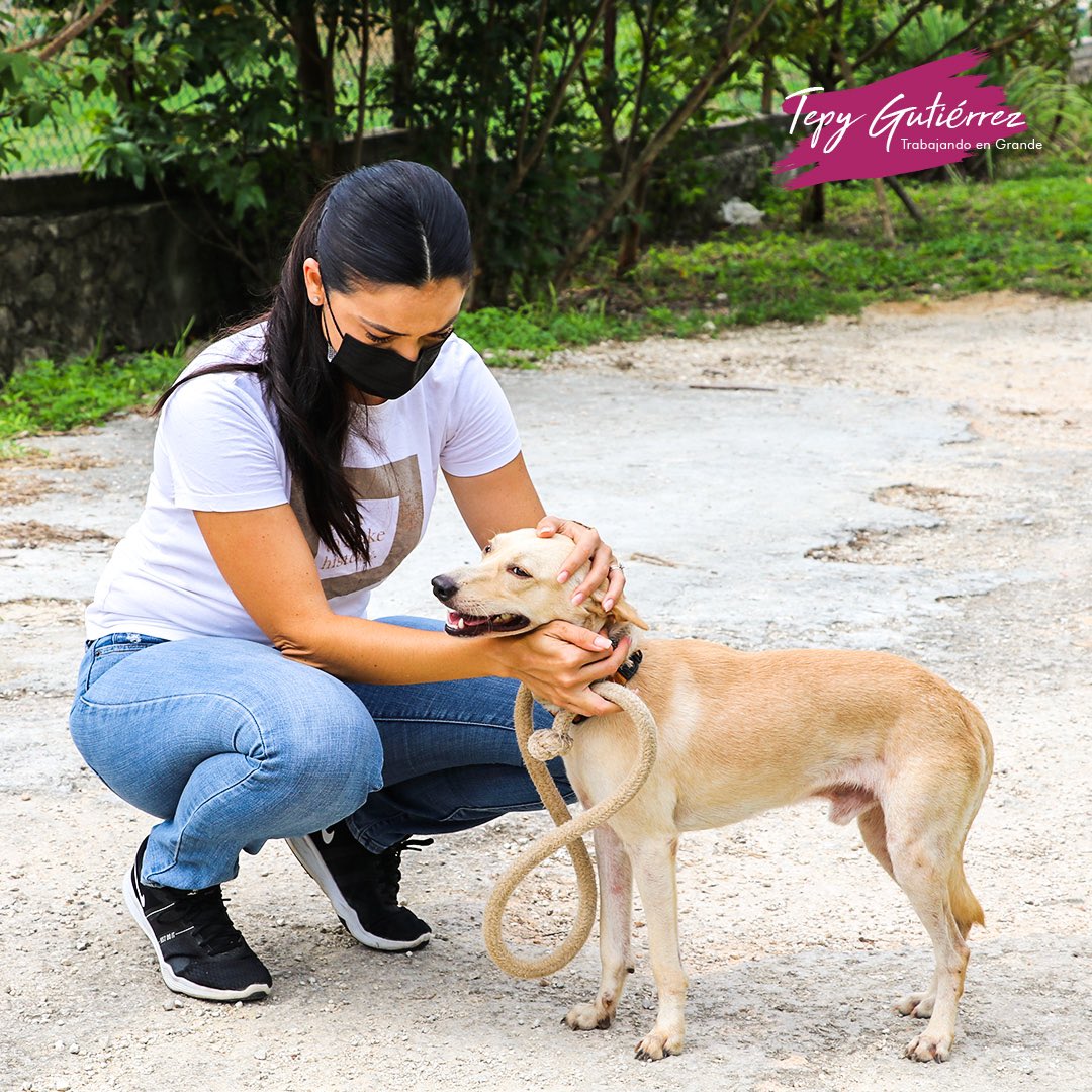 TepyGV's tweet photo. Ayer fue un gran día, me siento feliz y satisfecha de haber colaborado con l@s “Voluntarios perrunos”.
Les invito a venir un día y apoyar esta gran labor. ¡Pronto volveremos por más! #QuintanaRoo #PlayaDelCarmen #CANeando 🐾👍🏼 https://t.co/eH1vOeU4BZ