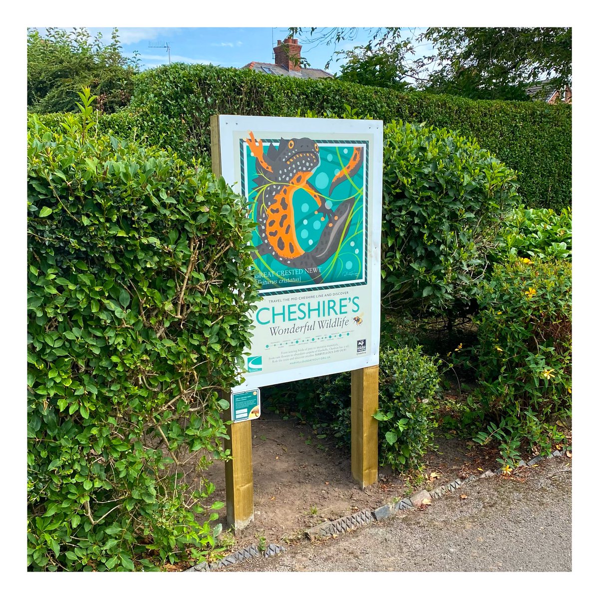nickythompsona1's tweet photo. Lovely to see the ‘Cheshire’s Wonderful Wildlife’ artworks in their new home at the very beautiful Vickersway Park in Northwich… @NorthwichTC #vickerswaypark @CheshireWT @CrpMid  @NorthwichNews https://t.co/FlDEGbI6W1