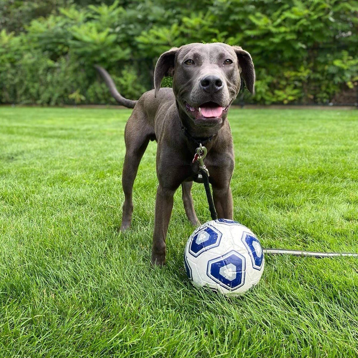 Tripp would like to know if there’s room on your #soccer team for a very handsome midfielder; he promises he will bite the ball only once or twice per offense ⚽😬. Learn more about this sporty hippo on our website at lasthopek9.org/adopt! #adoptable #adoptabledog #lasthopek9