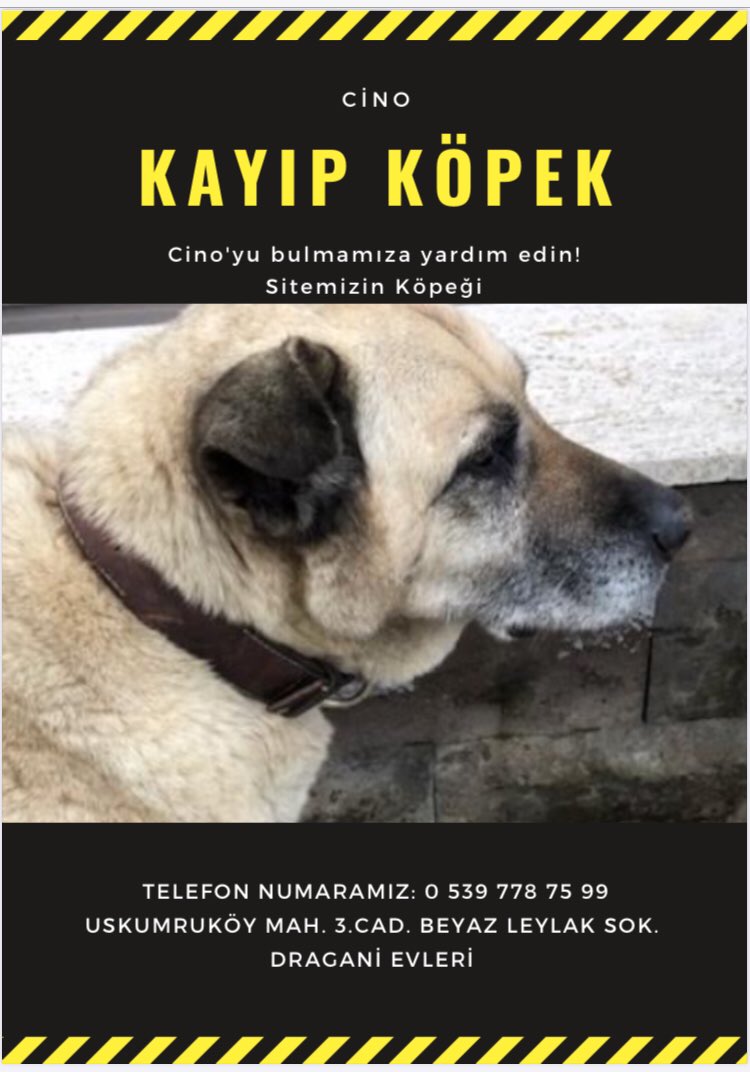 Kayip Kopek Ankara