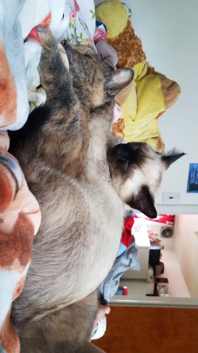 RandomPandaGirl's tweet image. Sometimes I just look around my house and can't believe I have two cats now. I love them so much.