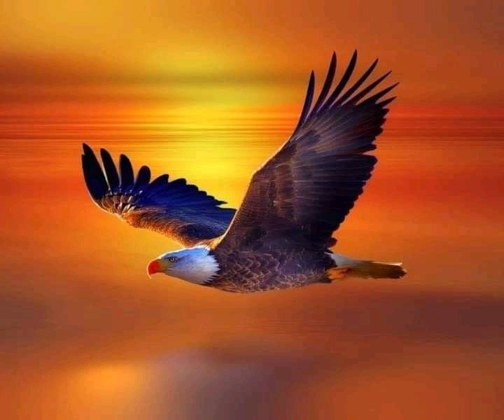 mastercraft_man's tweet image. If the wind had taken me to you. I would have held tight to the skirts of the wind. I miss you so much&apos; that I would fly to you faster than a bird; But how can a bird with a clipped wing fly? Rumi