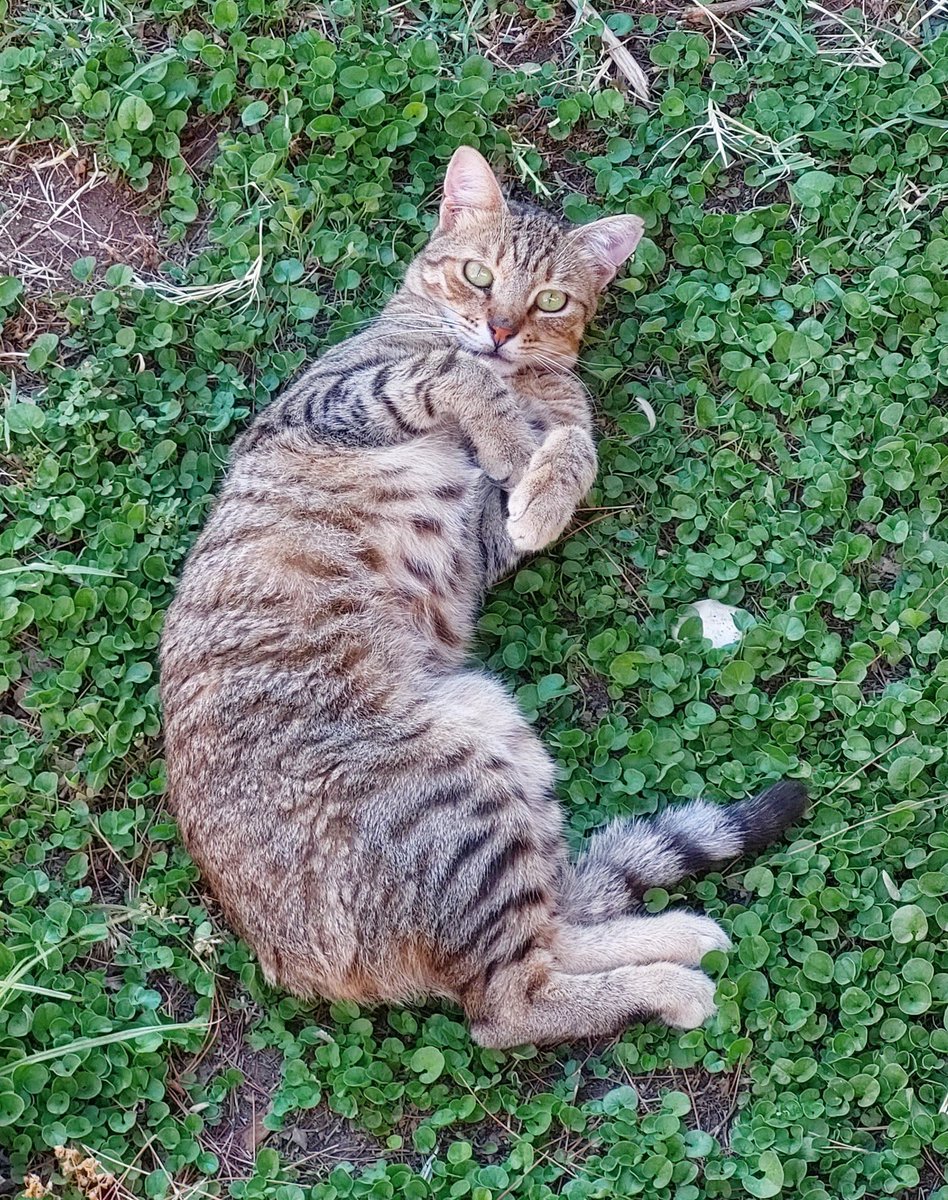 edgawra's tweet photo. Sunbathing on the grass on a hot summer day,
Isn't it the best? (=ↀωↀ=)✧ https://t.co/BWRlramfn7