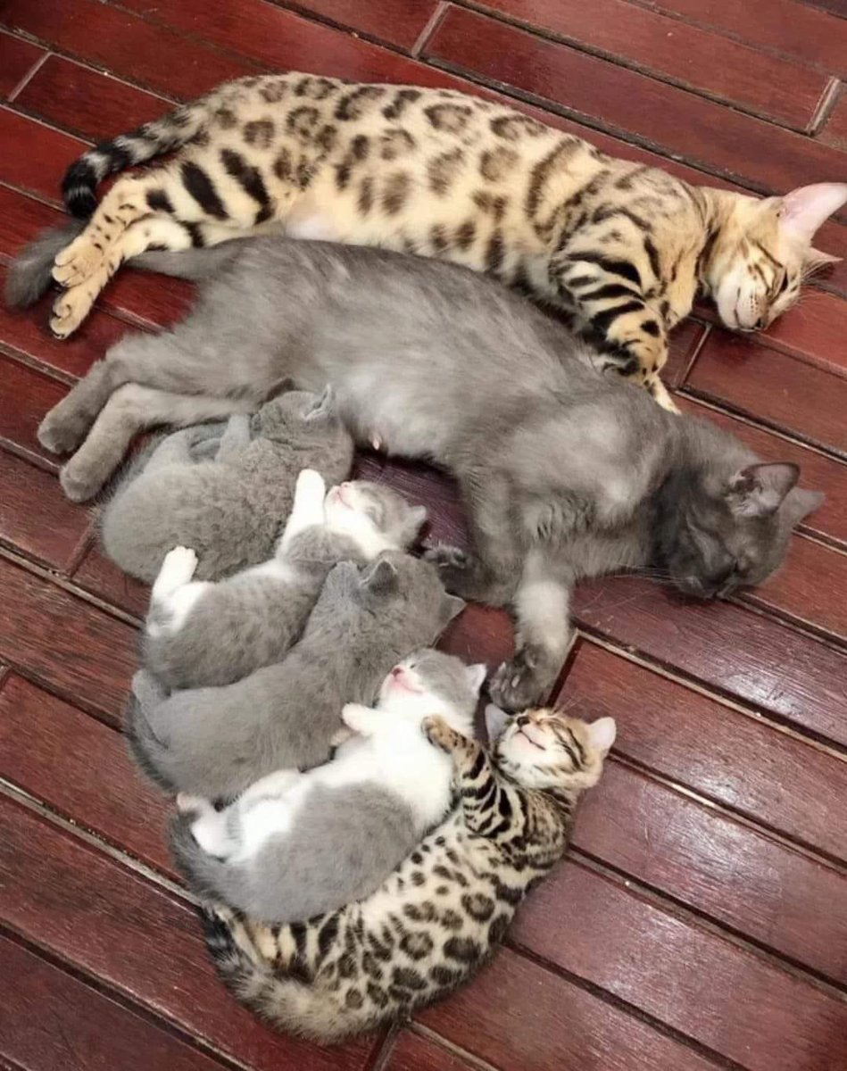 localhost777's tweet photo. 🌸💯🌅 i humblely Choose , Real LeeGends ~ ‘ i love #Cats ~ ‘ Happy Blessings Catur~Day / Catur~YAY , All ! ‘
😻😻😻😻😻😻😻
🌸💯🌅
#catseverywhere
#catsaresoawesome
#catsoffacebook
#catsofinstagram
#catsoftwitter
#caturday
#caturdaycareday
#caturdaycare
#iamLocalhost777
🌸💯🌅 https://t.co/KrtKzgNPga