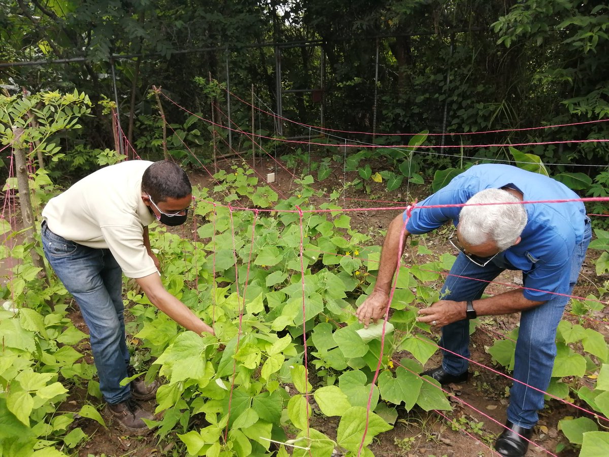 CruzadoBethy's tweet image. ⭕El 23 de Julio  se  inaugura el huerto ecológico del colegio Ruben Darío Carles con el apoyo  del Ministerio de Educación y del Movimiento de alimentación saludable, en la figura de la Lic. Bethy Cruzado y el Ing. Olmedo Quintero y Rafael Carles. 
#FAO  #meducapanama