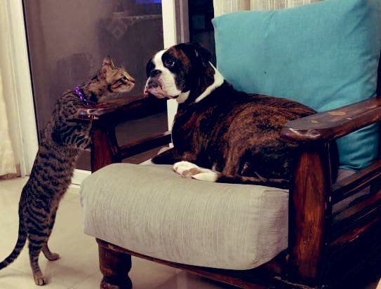 Srt1502's tweet image. Oreo 🐈 : Why are they (people) unhappy with what they have?
Tasha 🐕: They always think the grass is greener on other side and hence strive always to become someone else and forget there very own unique self!