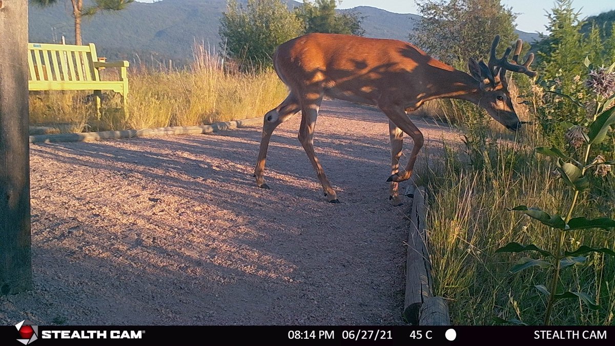 Allan Brooks Nature Centre tweet media