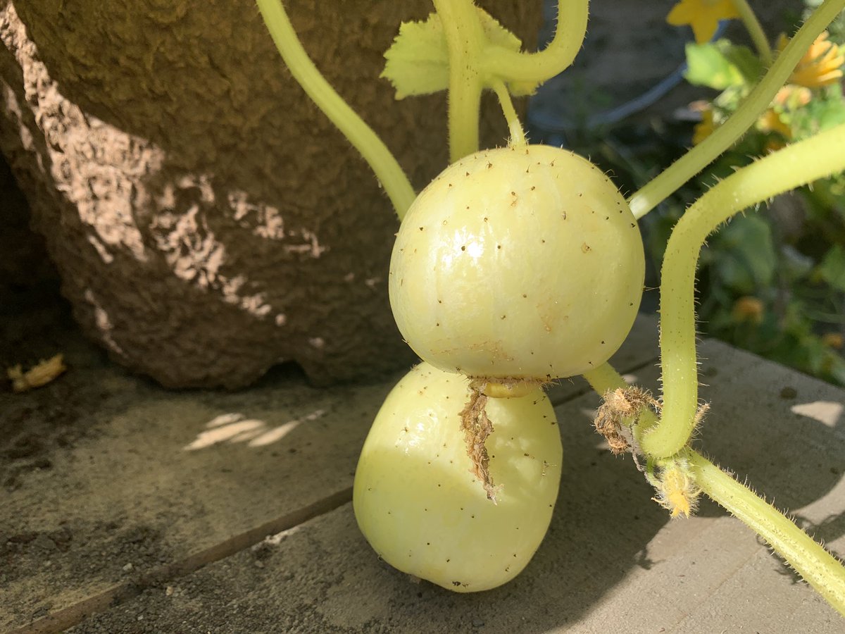 Dougie Maclean Dougiemaclean さん Twitter