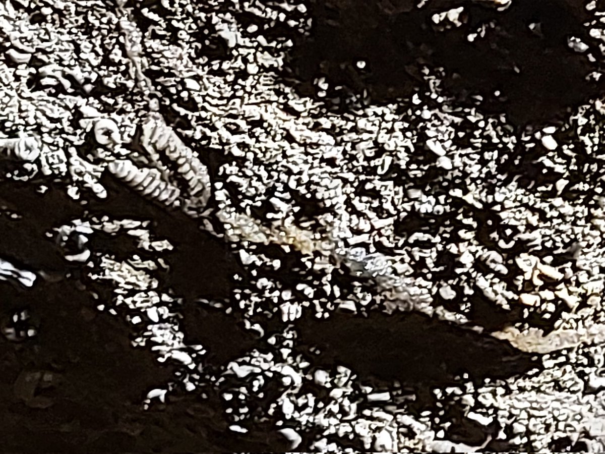 Jane peck tweet media