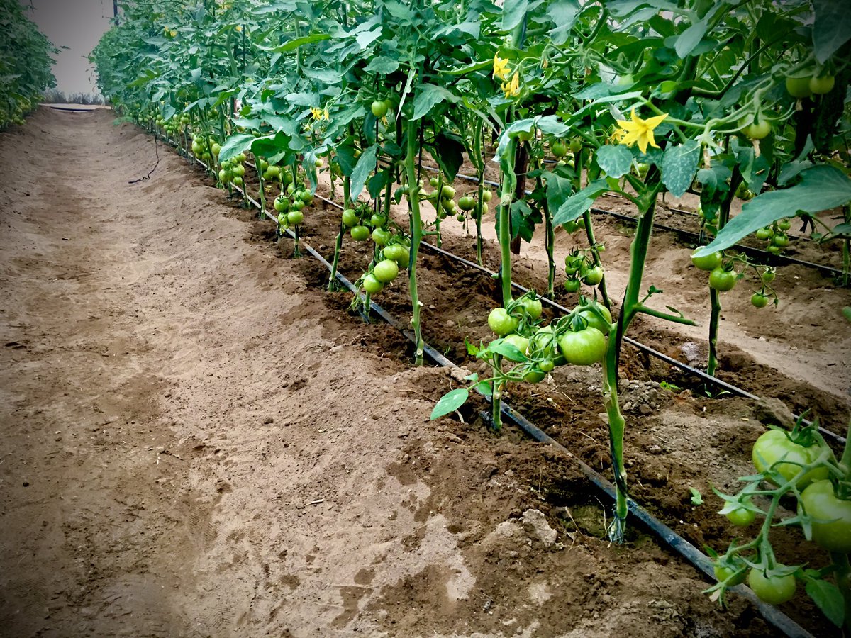 FarmSayi's tweet photo. 2 months old Trinity Tomatoes 🍅 #Mguza #Bulawayo #IsitsheboEbantwini @Ramadu5 https://t.co/5Ohmo9yqqB