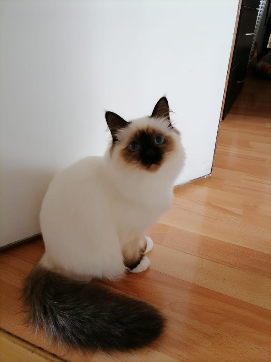 CaritoUribeO's tweet photo. Quiero un regalo de @MascotasCaracol  🐱 https://t.co/ZzUOYvB7Lh