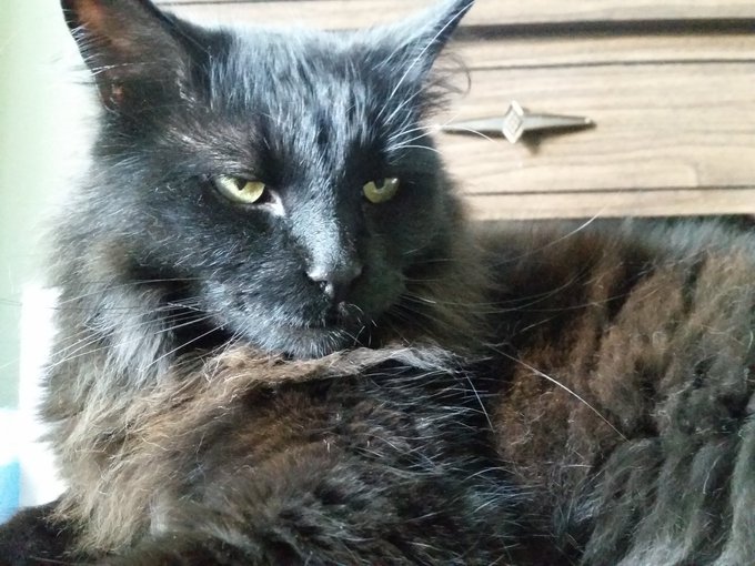 Happy #Caturday https://t.co/QGOnwHzJlS<a href="/tag/caturday"class="tags">#Caturday</a>