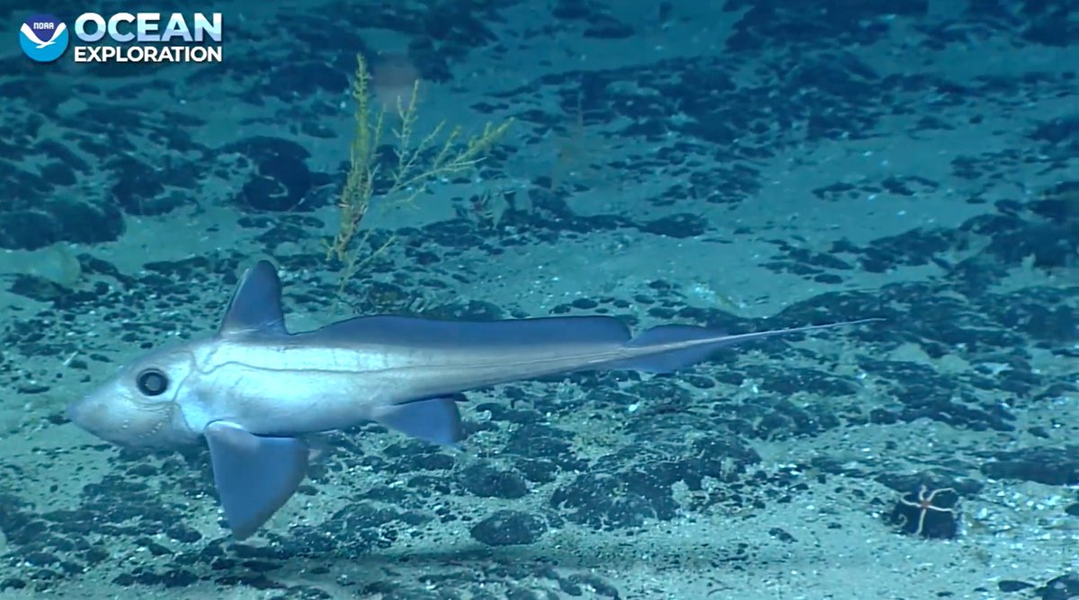 Oceanwire's tweet photo. .
This is the best thing on the internet! NOAA's @oceanexplorer #Okeanos live-dive on N peak of Gosnold Seamount, off coast of NY/NJ.

Here's a chimaera (aka rabbitfish or ratfish) they just encountered 

An hour left - tune in! https://t.co/aMz7AO6EO9 https://t.co/A7GZrJKedO