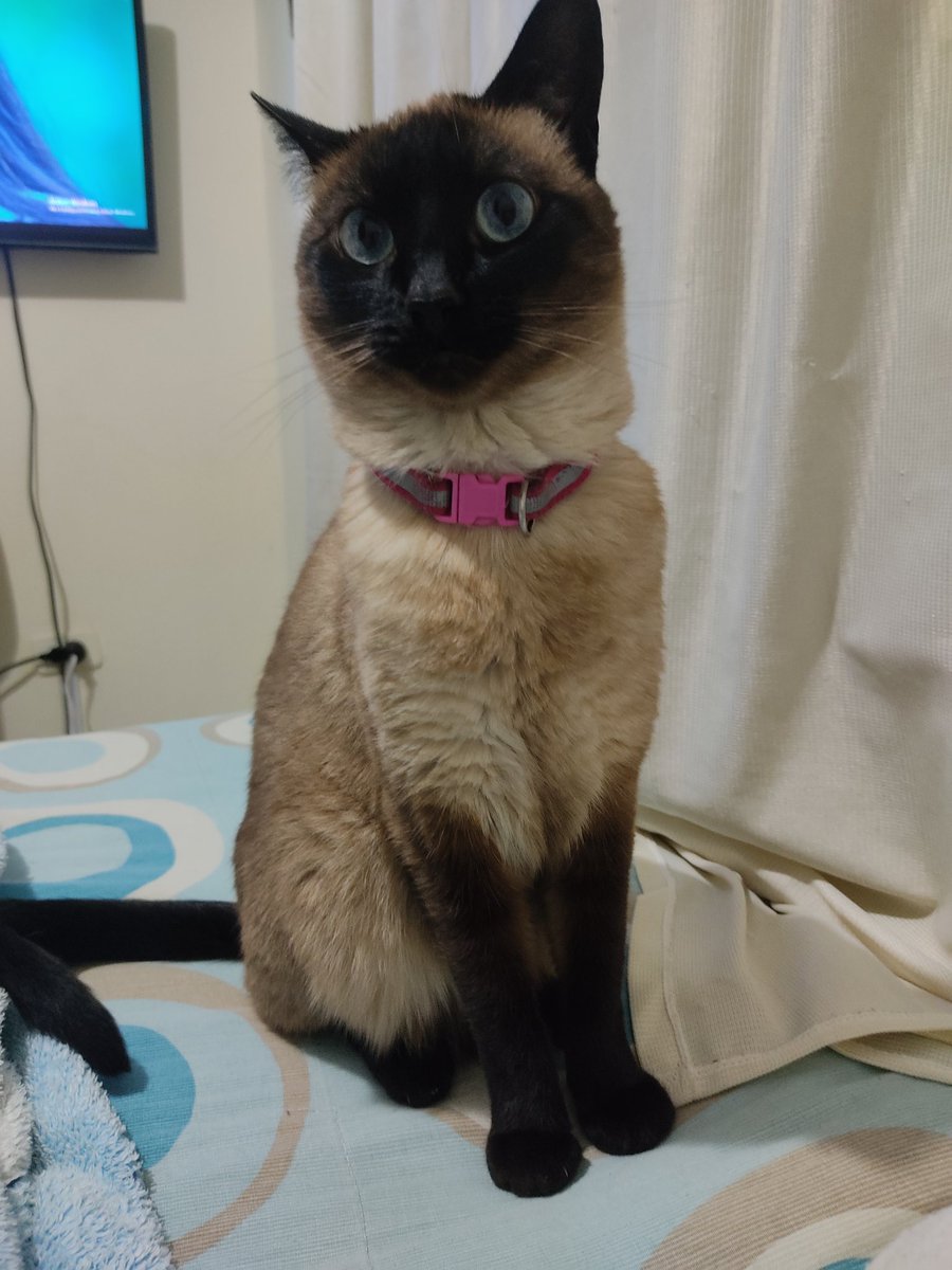 pacruzc's tweet photo. #EnMascotasCaracolQuiero Ella es momo y quiere un juguete  🥰🥰 https://t.co/sT7HEveG61