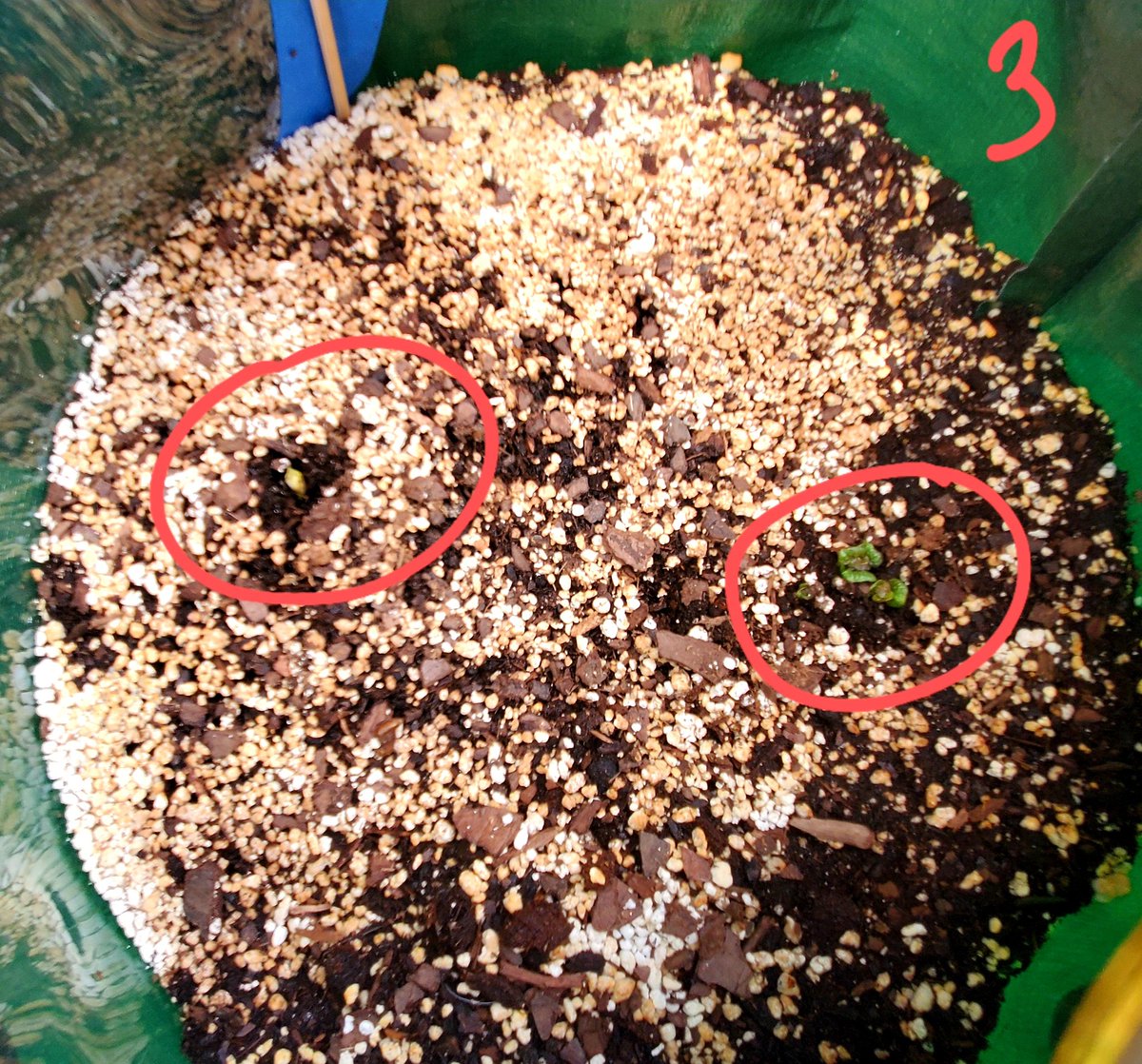 Atheen_'s tweet photo. 2/2 We've got signs of life in 3 of the 4 10gal. #growbags I planted last Sunday (6 days ago). Both varieties of green beans (1) have emerged. Still too early for the Yaya carrots to show (2), but both bags of taters have started to emerge (3 and 4). #ContainersPlanting 🌿 😎 https://t.co/K4lQ9P1ozd