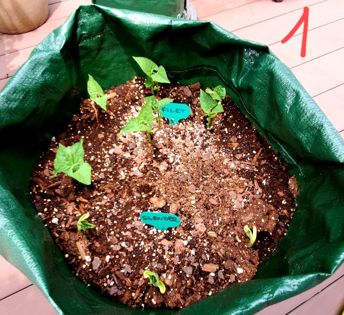Atheen_'s tweet photo. 2/2 We've got signs of life in 3 of the 4 10gal. #growbags I planted last Sunday (6 days ago). Both varieties of green beans (1) have emerged. Still too early for the Yaya carrots to show (2), but both bags of taters have started to emerge (3 and 4). #ContainersPlanting 🌿 😎 https://t.co/K4lQ9P1ozd