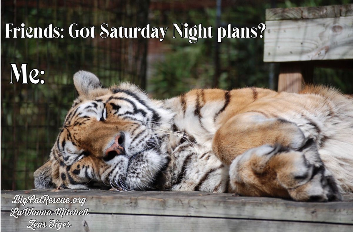 BigCatRescue's tweet photo. “Friends: Got Saturday Night plans?
Me:   “

#ZeusTiger #BigCats #BigCatRescue #SaturdayVibes #SaturdayNightPlans #QuoteOfTheDay #Quotes #Memes #Tiger #CaroleBaskin https://t.co/ACnD2g9sFt