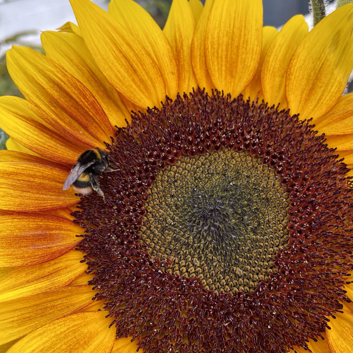 Kate_Rees's tweet image. Bumble bee enjoying the sunflower🐝🌻 #savethebees