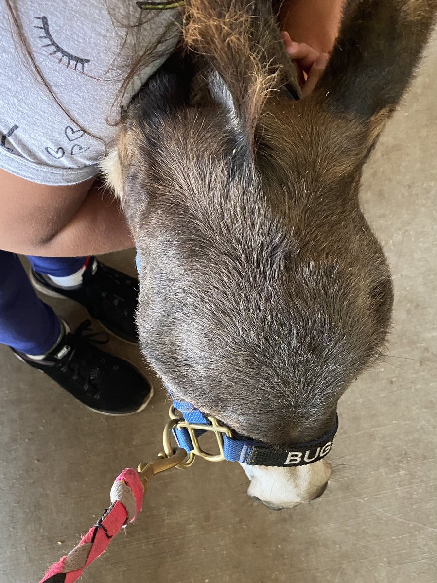 Soul Harbour Ranch tweet media