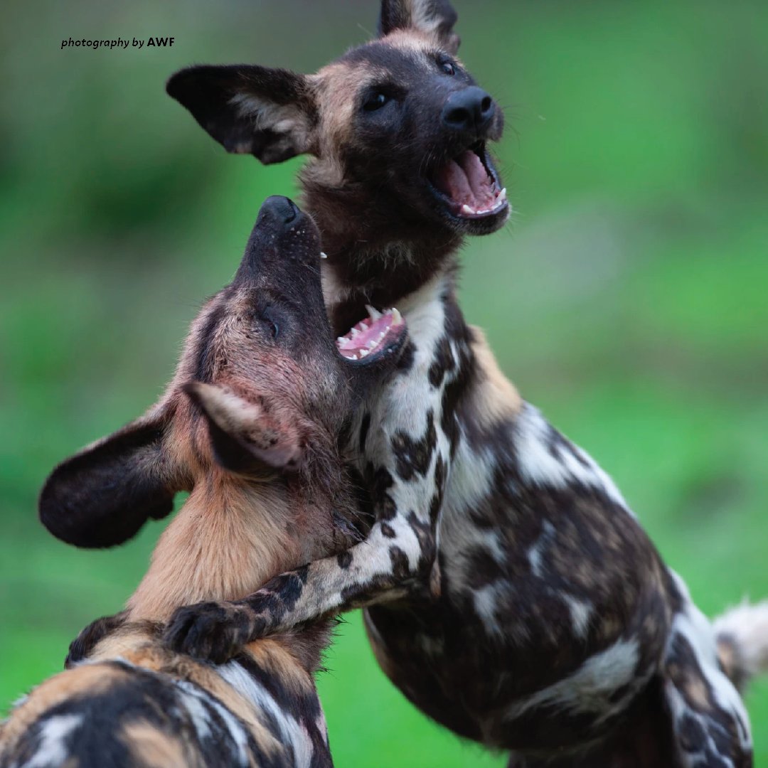 Are African Wild Dogs Aggressive