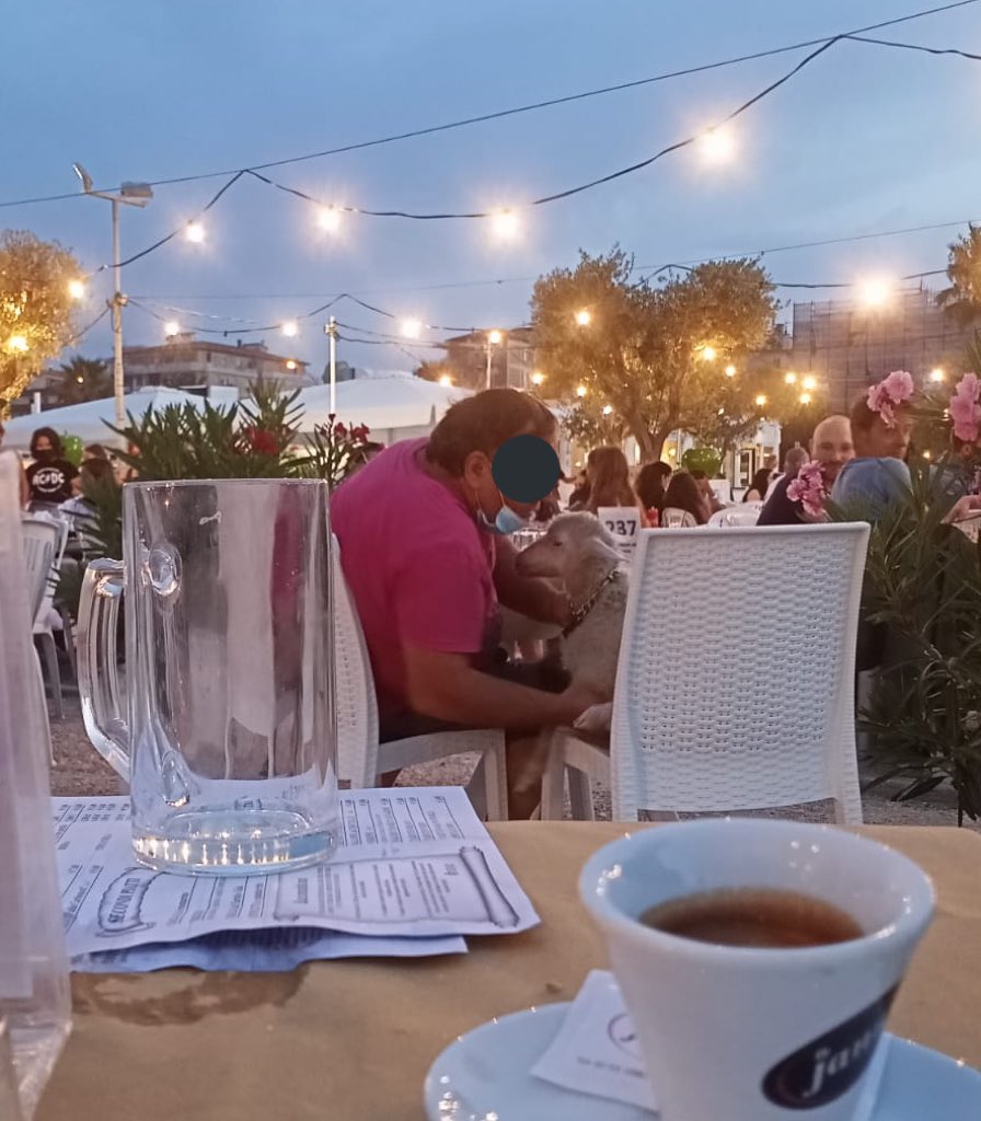 mandzvkjc's tweet image. MA C’È UNA PECORA SEDUTA AL TAVOLO DAVANTI AL MIO