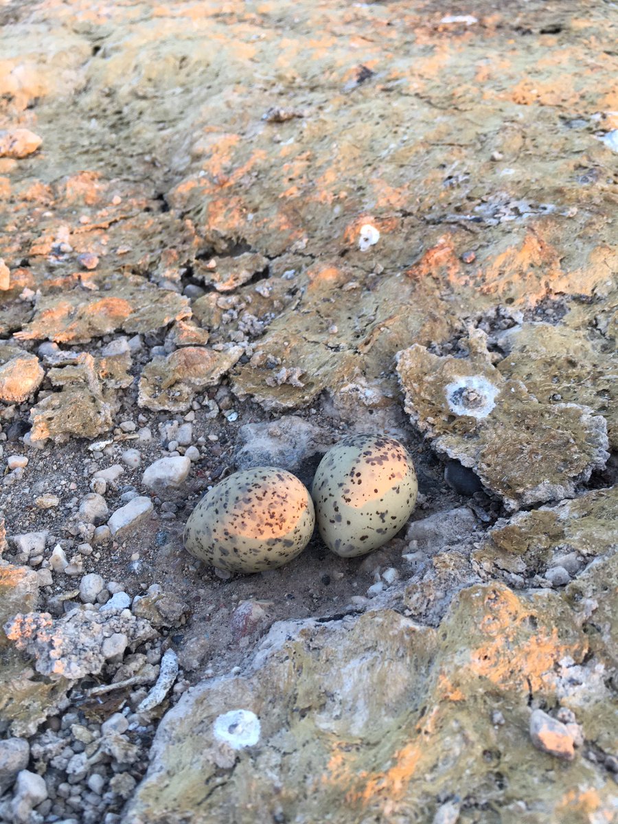 birddetectiveTR's tweet photo. izin veriliyor? Umudumuzu neye ve kime bağlayacağız Bir Tuz Gölü vakası daha yaşanmadan burada olanların önüne geçmeye davet ediyorum. @dogan_rahmi @DocDrLutfuSavas @HuseyinYayman @RefikEryilmaz01 @HikmetCincin https://t.co/u60jFDq14w