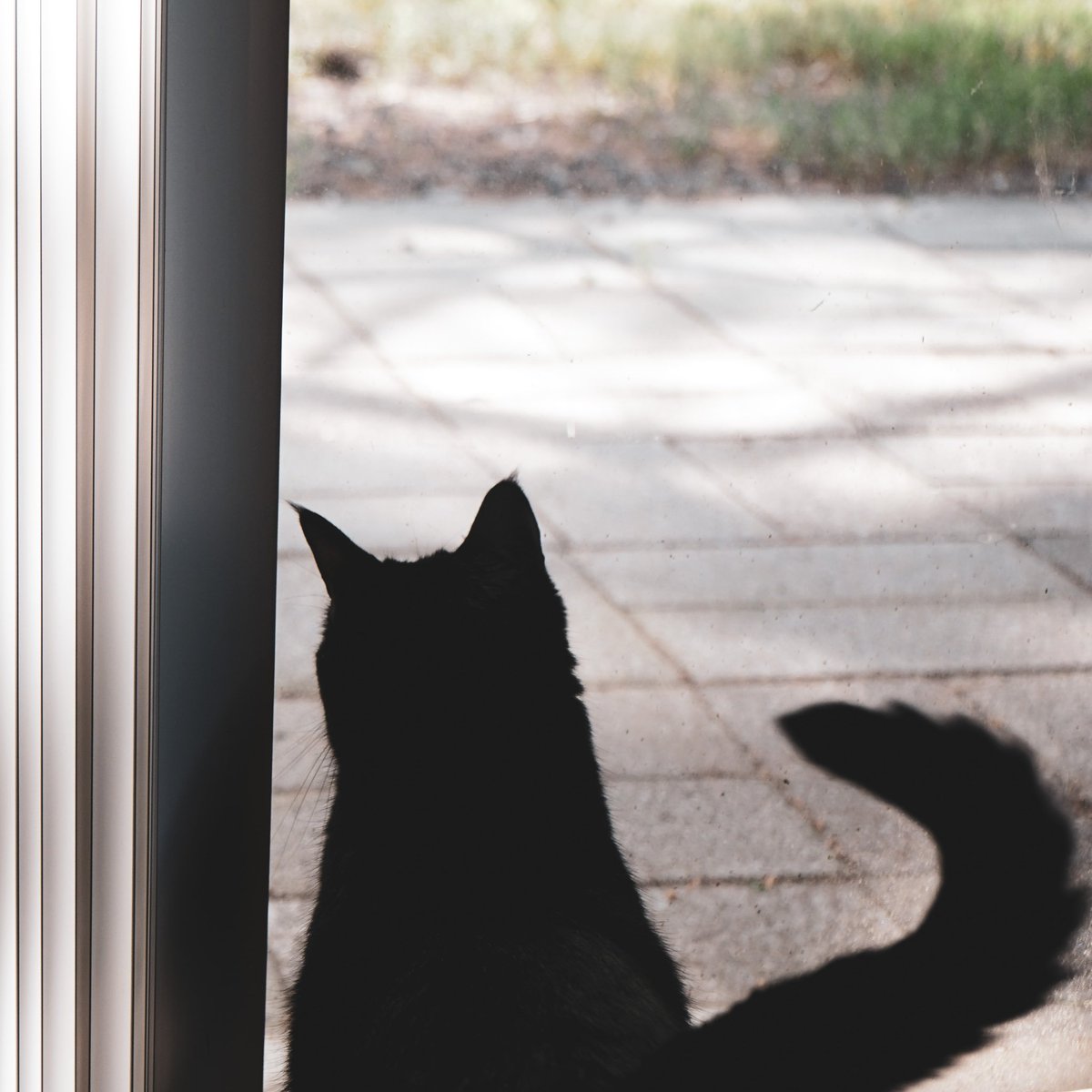5andler's tweet photo. Darkness 

#cats #photography https://t.co/ZA8ADqgBIa