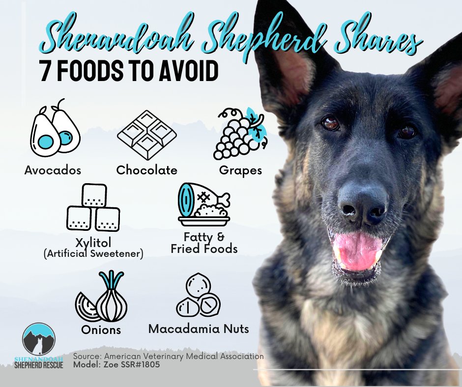 ShenandoahSR's tweet photo. #SharingisCaring but there are a lot hooman foods that are big no-nos for our furbabies! 🚫 Here are the most common ones, compiled by @AVMAvets featuring #availabledog Zoe! 🐾🔗 https://t.co/VzyLG5y6wR #ShenandoahShepherdShares https://t.co/8lIX5wXlZI