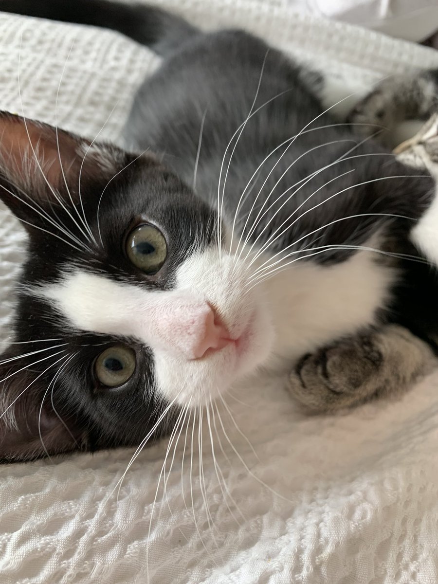 So this little guy keeps stepping in his poo in the litter box - please tell me he’ll grow out of that habit 😫😫😫