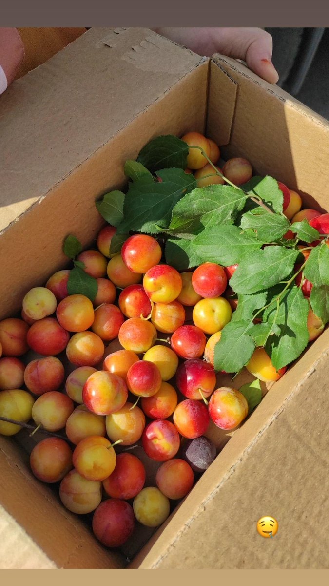 Fatma Dinçer (@ftmadincer) on Twitter photo 