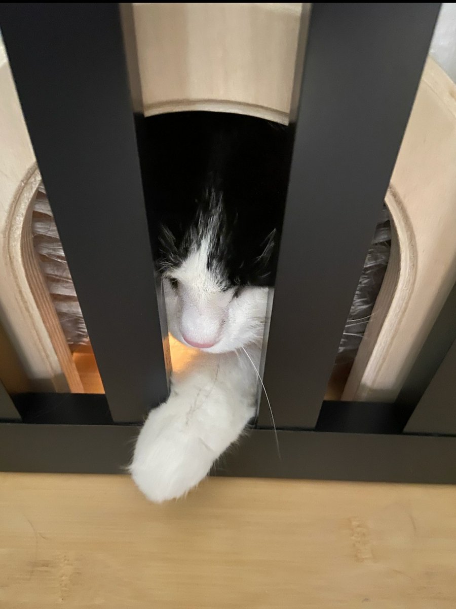 MaigoNoShiba's tweet photo. @translatosaurus Work was being done, and the cats had to be confined to 2/3 of the house. Even that wasn't enough for them.π
#CatJail incarceration did not go smoothly.π
https://t.co/QxOPy6jo9x