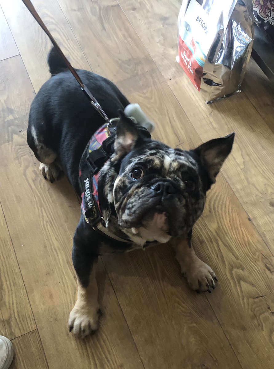 furbabies_ltd's tweet photo. We had the absolute pleasure of meeting the lovely Loki last week after he came to visit us with his pawrents for the first time❣️🐾 #harborne #harbornelife #harbornecommunity #harbornedogs #birmingham #birminghamlife #birminghamdogs https://t.co/RbGXfBiKks