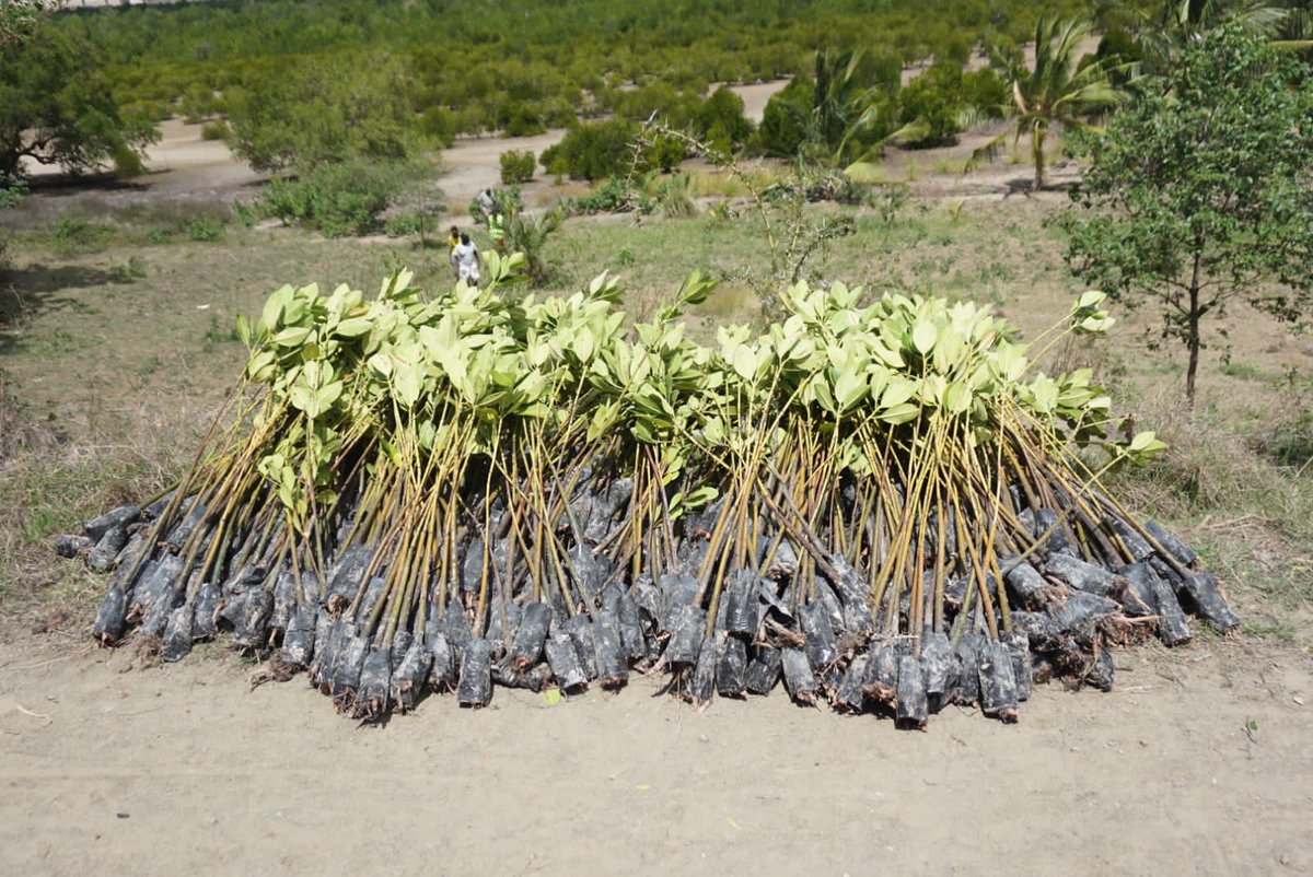 PaulineOwiti's tweet photo. As part of Ecosystem Restoration we joined fellow youths in Mombasa County for Mangrove planting event.
@KevinKevinmtai @PollyFoundation @EcoLusion @WinnieCheche @xr_kenya @Carolinekibii @carogacheru4 @kean_network https://t.co/XIMorcEsP8