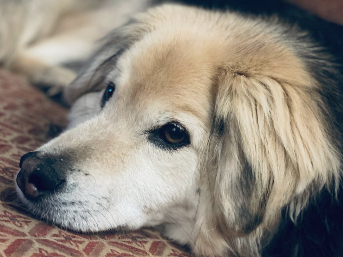 rainmaker203's tweet photo. It's a hot and lazy Saturday around here. Butch wants to know what you do with your downtime. Are you binge-watching a new series? Reading a great book? Glued to the Olympics? #publishingpals https://t.co/DJGVZp1ZEx