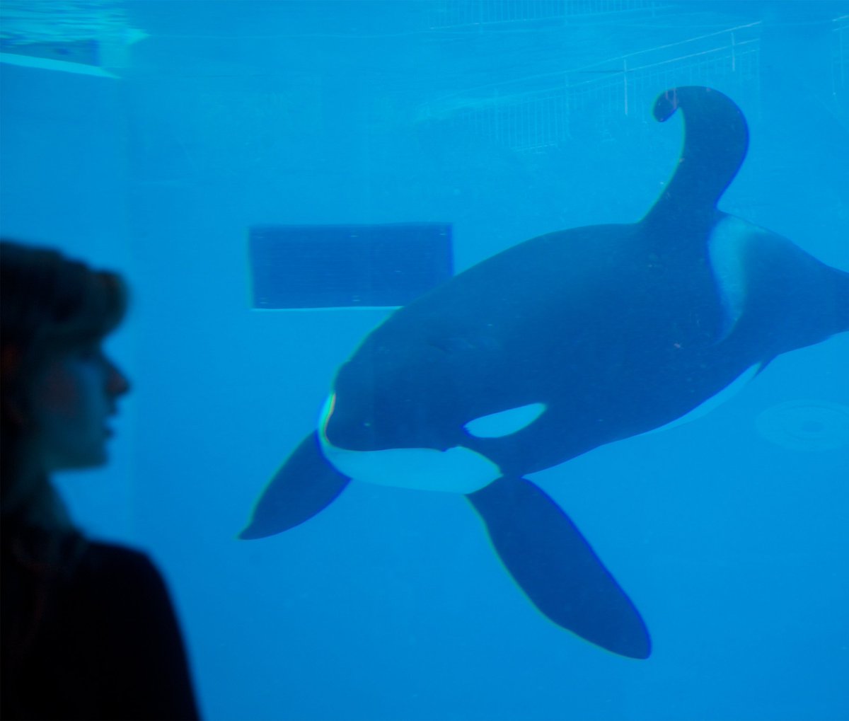 peta's tweet photo. They belong here                                   not here.
                                                                 #BoycottSeaWorldDay https://t.co/8lkcHQOD5t