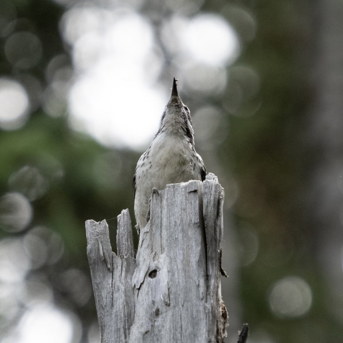 BirdsAndBinocs's tweet photo. …only to realize it’s almost time to go to work! “nnnNNNNNOOO” #DownyWoodpecker
#parkcity #utah #utahwildlife #birdsofutah #birdsofparkcity #utahbirding #birds #birdwatching #birding #ornithology #Olympus #birdphotography #Woodpecker https://t.co/OwQ1H5Ev7h