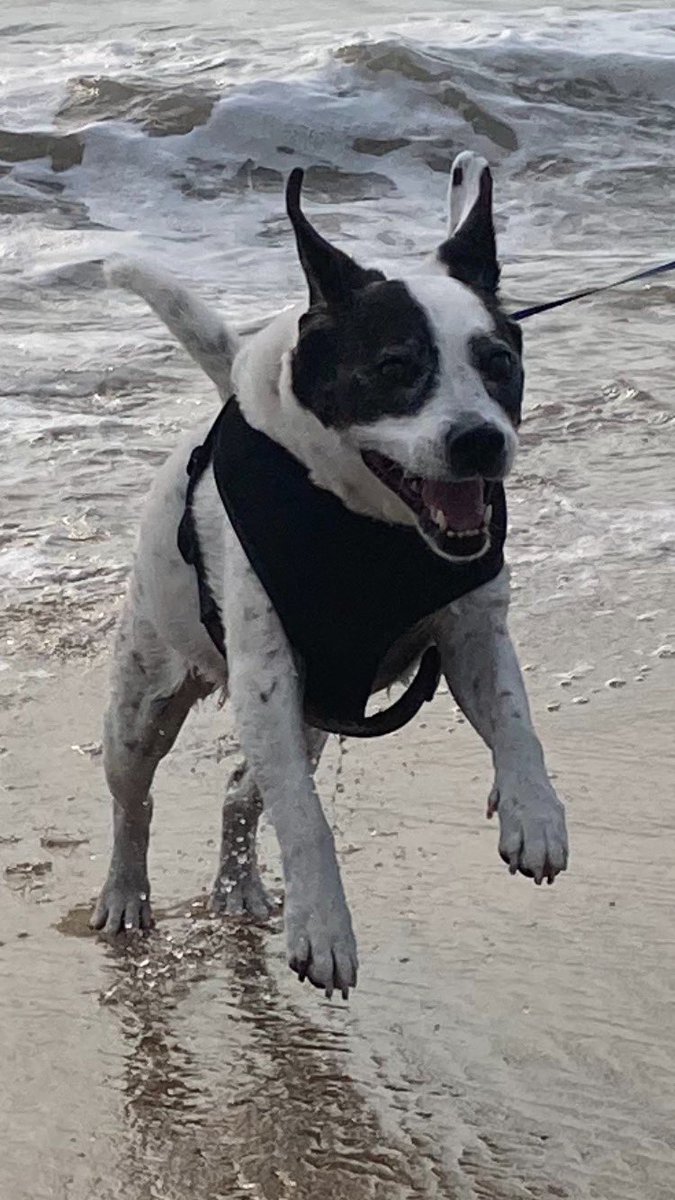 livipitch22's tweet photo. Where a 14-year old acts like a puppy…@VirginiaBeachVa #awesomedog #underdogwho https://t.co/LlBeMOMIRS