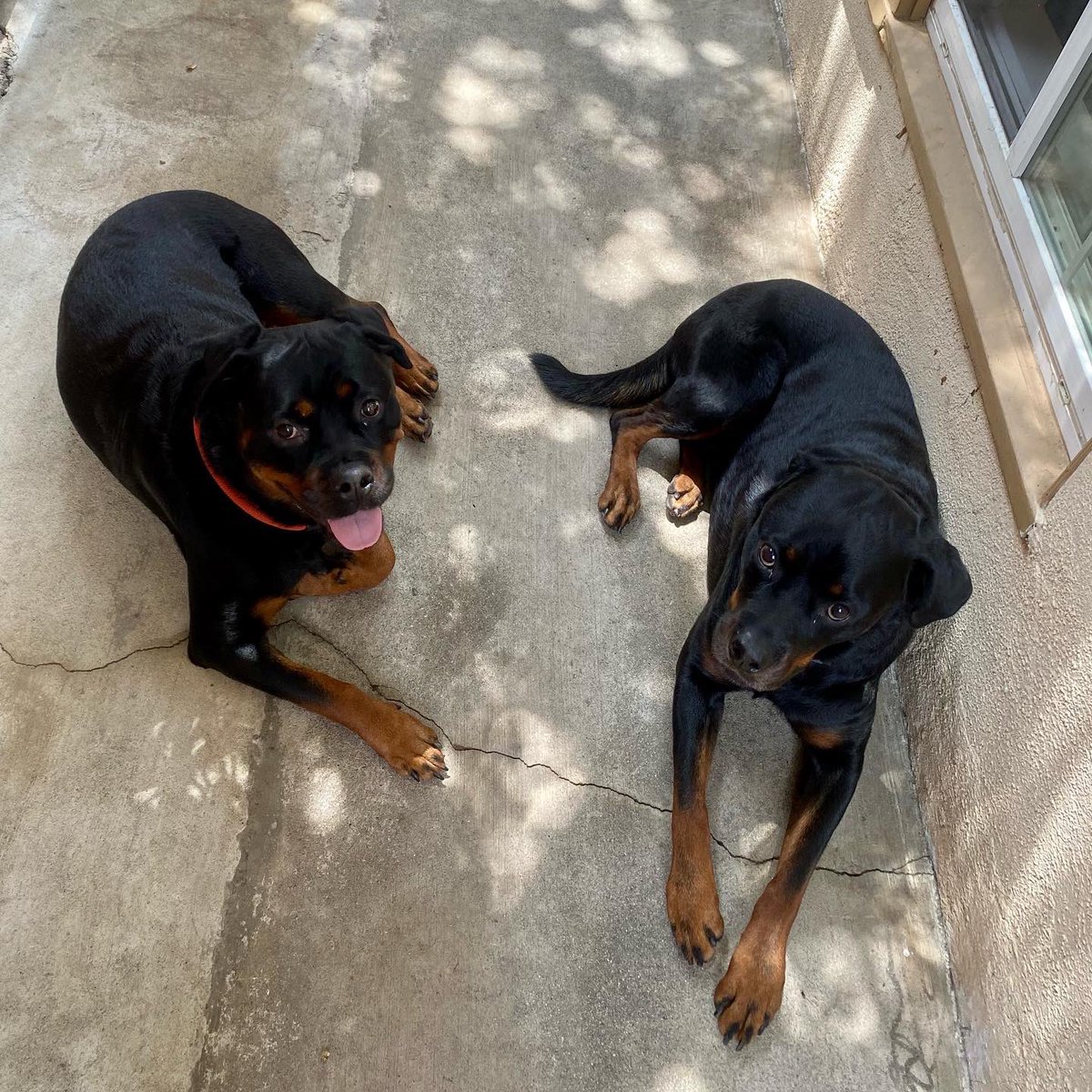 LA_Rotties's tweet photo. Guess their weight! Who do you think is heavier? (Apple red collar, Olive black collar) ππ§
.
#whosebigger #Rottweiler #dogsoftwitter https://t.co/9cFV9zLst4