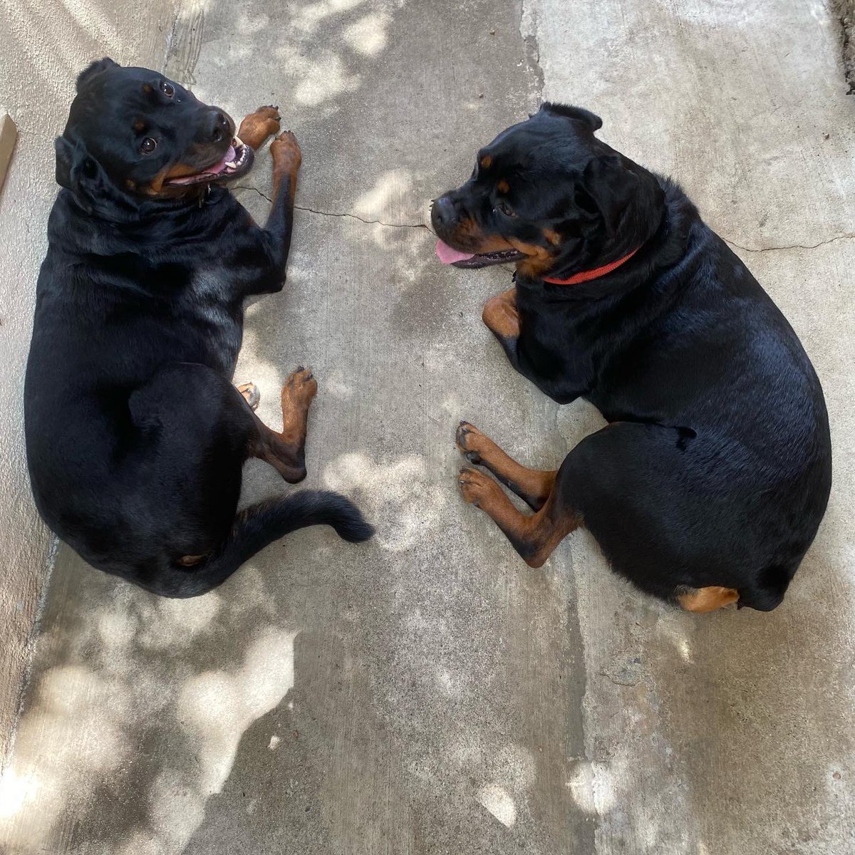 LA_Rotties's tweet photo. Guess their weight! Who do you think is heavier? (Apple red collar, Olive black collar) ππ§
.
#whosebigger #Rottweiler #dogsoftwitter https://t.co/9cFV9zLst4