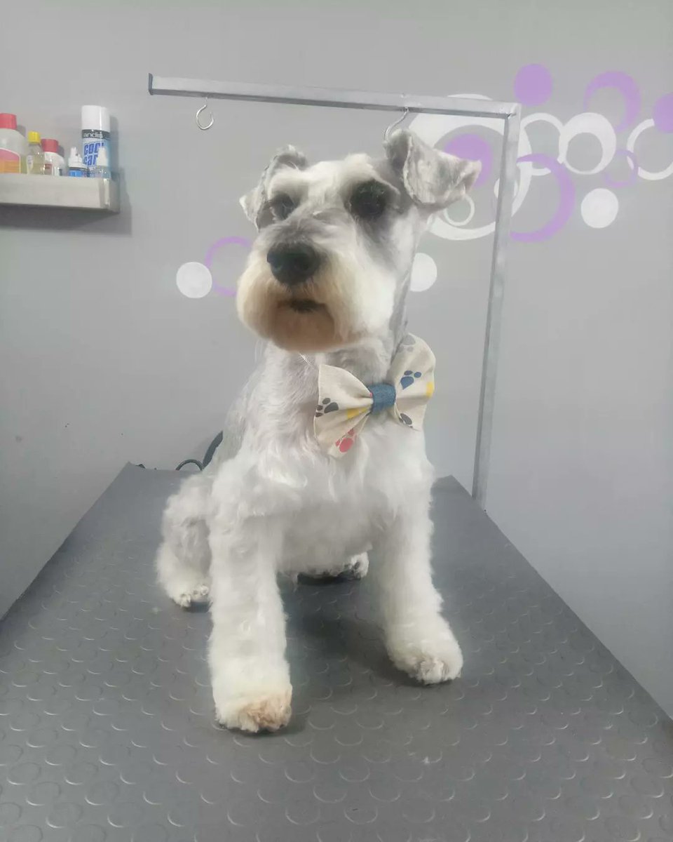 fluffystyle_'s tweet photo. Miren qué hermoso, solo en Fluffy Style 🐾 Visítanos #mascotas #mascotasquito #peluqueriacanina #spacanino #spa #baño #schnauzer #Quito #Ecuador #perros #perrosquito #gatos https://t.co/Gg3x8wRuNr