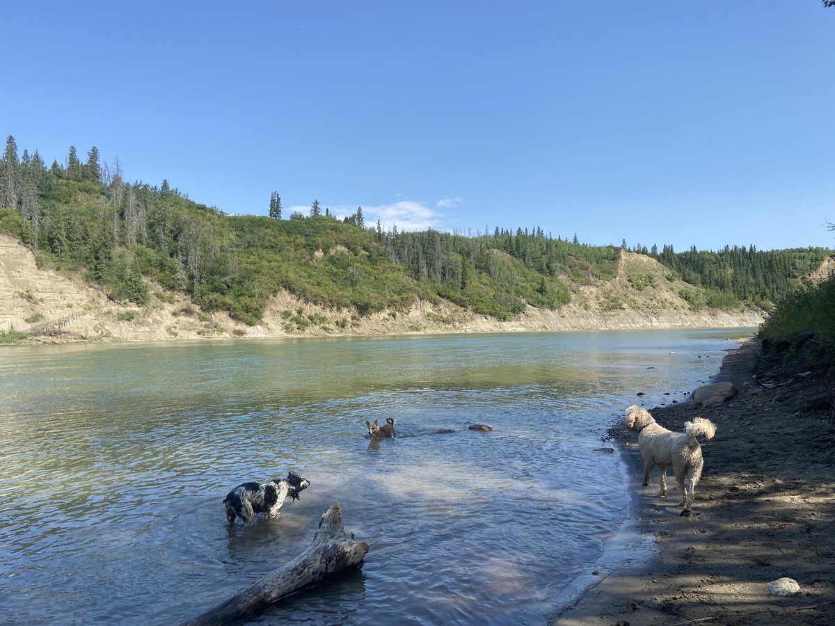 AshleyN16's tweet image. Took the dogs to Terwiliger and it was Sams first time. He loved it! So much swimming in the river 🐶☀️ #PVCastingCall2021 @petvalu