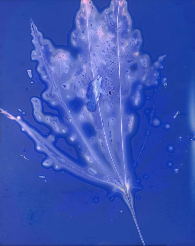 ArtsDarke's tweet photo. Acer Leaf. Unfixed Phytogram on Shanghai 100 iso 54 Sheet film using homemade developer and exposed for 24 hours. #lumen #cameraless photography #alternativephoto process #plants #fineart #analogue #vintage #botanical #experimental photography #phytogram https://t.co/z5rBwbr3FI